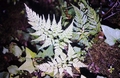 #47 Asplenium onopteris.jpg