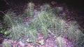 #48 Equisetum telmateia.jpg