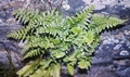 Asplenium adiantum-nigrum #18.jpg