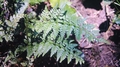 Asplenium billotii #15.jpg