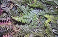 Asplenium billotii #17.jpg