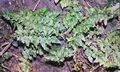 Asplenium x microdon #20.jpg