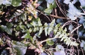 Asplenium x microdon #03.jpg