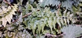 Asplenium x sarniense #17.jpg