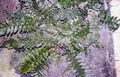 Asplenium marinum #02.jpg