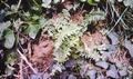 Asplenium x microdon #09.jpg