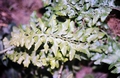 Asplenium x microdon #10.jpg