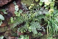 Asplenium billottii #B12.jpg