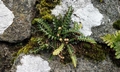 Asplenium ceterach #A01.jpg