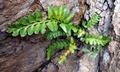 Asplenium marinum #A05.jpg