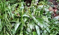 Asplenium scolopendrium #B01.jpg