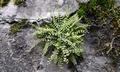 Asplenium trichomanes #A01.jpg