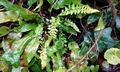 Asplenium x microdon #B11.jpg