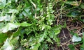 Asplenium x microdon #B33.jpg