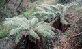 Dicksonia antarctica #C05.jpg
