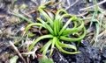 Isoetes histrix #A01.jpg