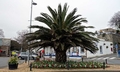 Phoenix canariensis #D02.jpg