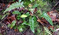Polystichum polyblepharum #C04.jpg