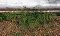 Pteris tremula #A01.jpg