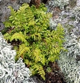 Asplenium billottii.jpg