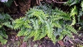 Asplenium billottii (shade form).jpg