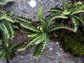 Asplenium ceterach.jpg