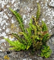 Asplenium marinum.jpg