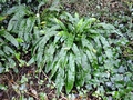 Asplenium scolopendrium.jpg