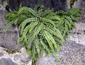 Asplenium trichomanes.jpg