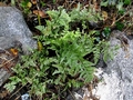 Asplenium x sarniense.jpg