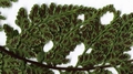Asplenium x sarniense detail.jpg