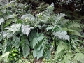 Dryopteris dilatata.jpg