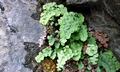 Adiantum capillus-veneris #D01.jpg