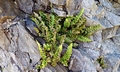 Asplenium marinum 'D01.jpg