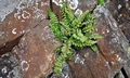 Asplenium marinum #E01.jpg