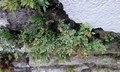 Asplenium ruta-muraria #F01.jpg