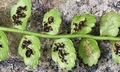 Asplenium viride #F01.jpg