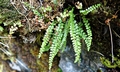 Asplenium viride #F02.jpg