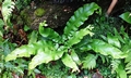 Bifurcating Asplenium scolopendrium #C01.jpg