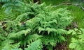 Dryopteris aemula #D01.jpg