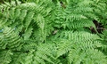 Dryopteris aemula #D02.jpg