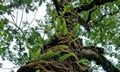 Polypodium #D01.jpg