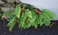 Polypodium interjectum #F01.jpg