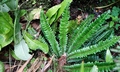 Polystichum lonchitis #E01.jpg