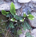 asplenium_ceterach_1.jpg