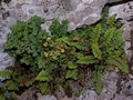 asplenium_petrachae_2.jpg