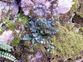 asplenium_ruta_muraria_2.jpg