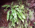 asplenium_scolopendrium.jpg