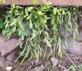 asplenium_x_alternifolium.jpg