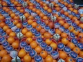 bettola_market_oranges.jpg